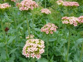 Lychnis chalcedonica Carnea-roz - Img 3