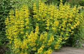 Lysimachia punctata - Img 2
