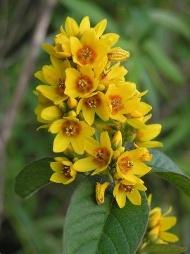 Lysimachia vulgaris - Img 3