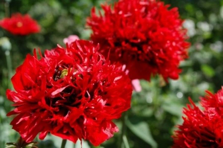 Mac Somniferum Scarlet Peony - Img 2