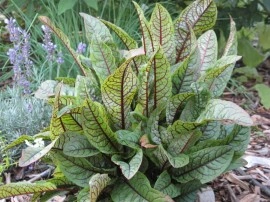 Macris Red veined-Rumex Sanguineus - Img 6