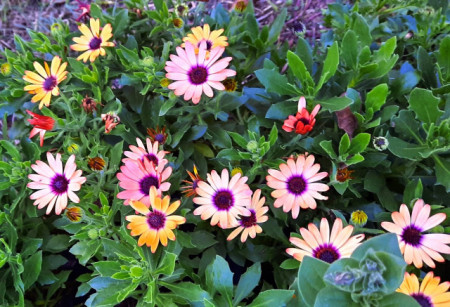 Margareta Africana-Osteospermum ecklonis