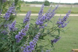 Mielareaua-Vitex agnus castus - Img 4