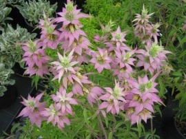 Monarda punctata-Spotted Bee Balm - Img 7