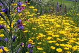 Musetel galben-Anthemis tinctoria - Img 4