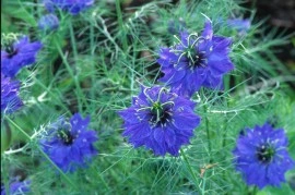 Nigella Damascena Miss Jekyll Dark Blue - Img 2