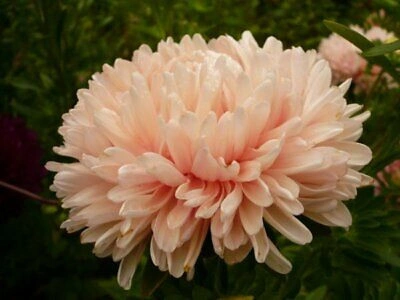 Ochiul boului-Callistephus chinensis Paeony Janina - Img 2