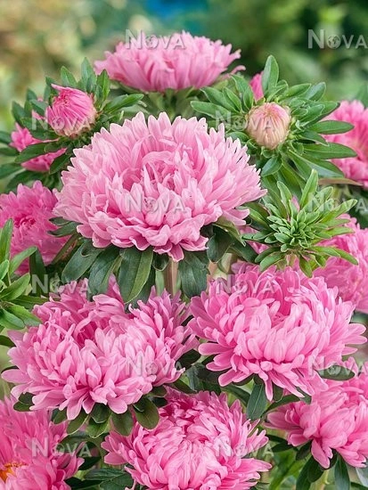 Ochiul boului-Callistephus chinensis Paeony Pink - Img 2