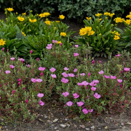 Oenothera Kunthiana Glowing Magenta - Img 2