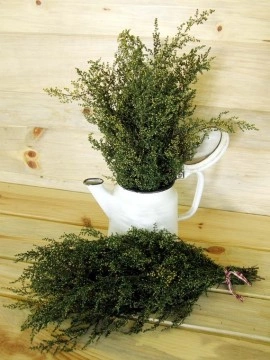 Pelinita-Artemisia Annua - Img 7