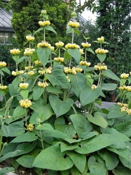 Phlomis russeliana-Ierusalim Salvie - Img 3