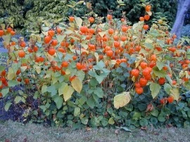 Physalis alkekengi-Papalau - Img 2