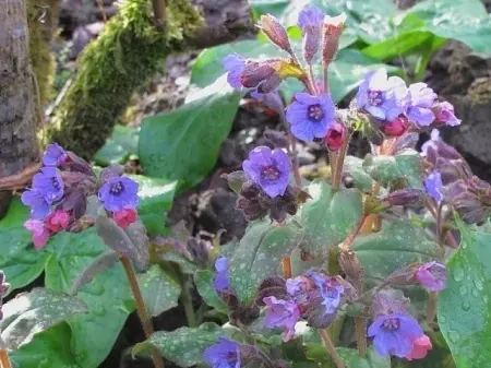 Plamanarica-Pulmonaria Officinalis - Img 3