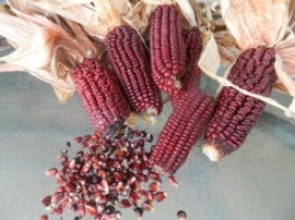 Porumb dulce Purple Corn - Img 5