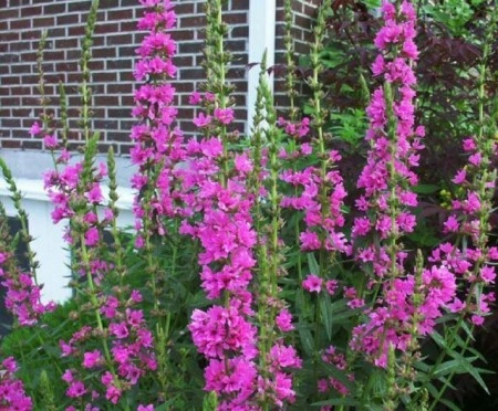 Rachitan-Lithrum Salicaria - Img 3