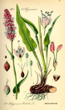 Raculet-Polygonum bistorta - Img 5
