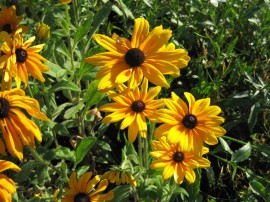 Rudbeckia Hirta My Joy
