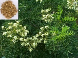 Salcam japonez-Sophora japonica - Img 4