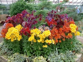 Salpiglossis sinuata mix - Img 3