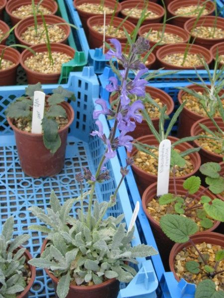 Salvia Cyanescens - Img 4