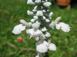 Salvia Farinacea Victoria White - Img 2