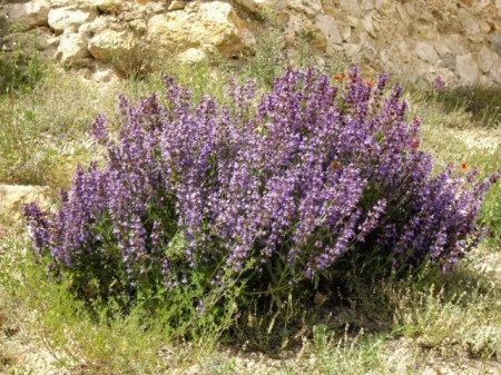 Salvia Lavandulifolia - Img 4