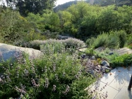 Salvia Mellifera-Black Sage - Img 5