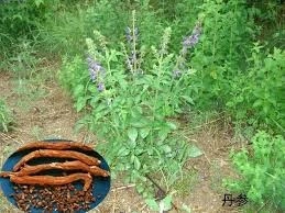 Salvia Miltiorrhiza-Red Sage - Img 8