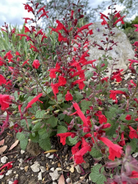 Salvia Roemeriana Arriba - Img 4