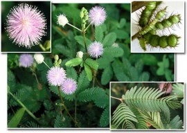 Sensitiva-Mimosa pudica - Img 2