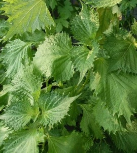 Shiso green - Img 2