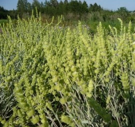 Sideritis Syriaca-Mountain tea - Img 5