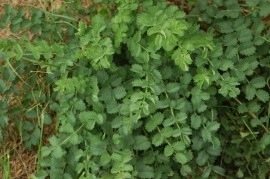 Sorbestrea-Sanguisorba minor - Img 6