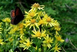 Splinuta-Solidago Virgaurea - Img 4
