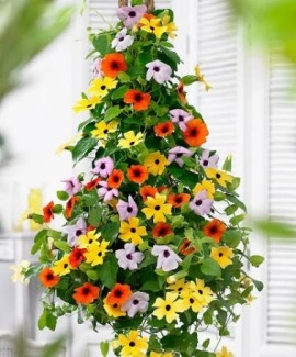 Thunbergia alata mix-Suzana cu ochi negrii - Img 2