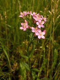 Tintaura-Centaurium erythraea - Img 3