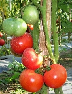 Tomate Buzau 22 - Img 3