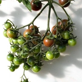 Tomate cherry negre - Img 2