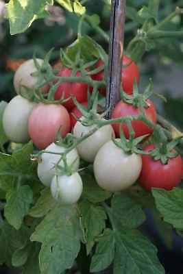 Tomate cherry Pink Thai Egg - Img 3