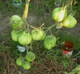 Tomate Coeur d'Albenga - Img 4