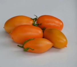 Tomate Orange Icicle - Img 2