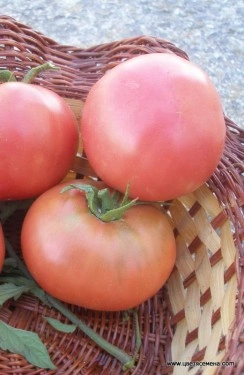 Tomate Rozov Blyan - Img 3