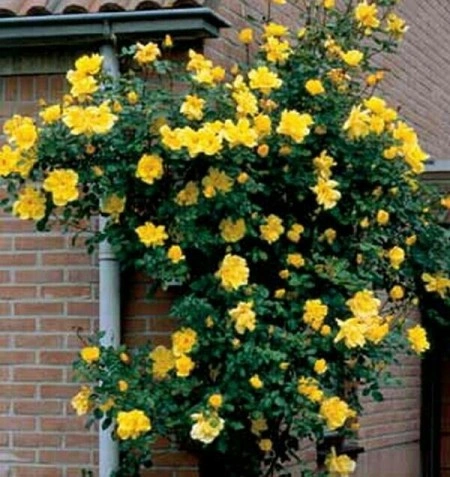 Trandafir Golden Showers - Img 3