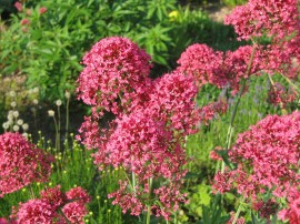 Valeriana rosie-Centranthus ruber