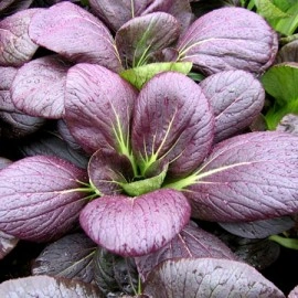 Varza chinezeasca Pak Choi Rubi F1 - Img 3