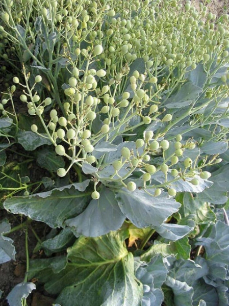 Varza de mare-Crambe maritima - Img 2