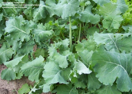 Varza Siberian Kale - Img 4