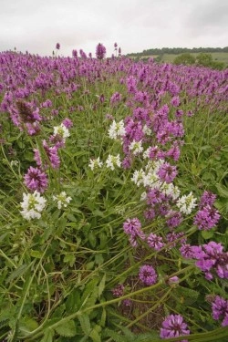 Vindecea-Stachys officinalis - Img 2