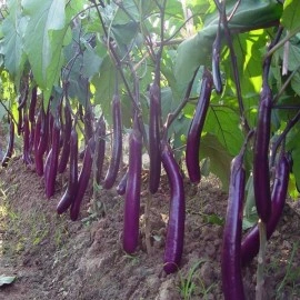 Vinete Long Purple - Img 3