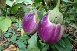 Vinete Rotonda Bianca Sfumata Di Rosa - Img 2